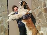 Собаки, щенята Московська сторожова, ціна 8000 Грн., Фото