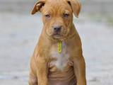 Собаки, щенята Американський стаффордширський тер'єр, ціна 5000 Грн., Фото