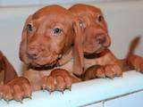Собаки, щенки Венгерская выжла, цена 13000 Грн., Фото