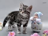 Кішки, кошенята Американська короткошерста, ціна 20250 Грн., Фото