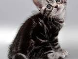 Кошки, котята Американская короткошерстная, цена 20250 Грн., Фото