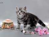 Кішки, кошенята Американська короткошерста, ціна 20250 Грн., Фото