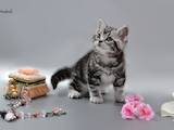 Кошки, котята Американская короткошерстная, цена 20250 Грн., Фото