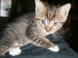 Кошки, котята Европейская короткошерстная, цена 20 Грн., Фото