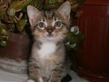 Кішки, кошенята Європейська короткошерста, ціна 20 Грн., Фото