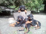 Собаки, щенки Доберман, цена 4500 Грн., Фото
