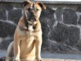 Собаки, щенята Мальоркскій бульдог (Ка Де Бо), ціна 3500 Грн., Фото