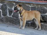 Собаки, щенята Мальоркскій бульдог (Ка Де Бо), ціна 3500 Грн., Фото