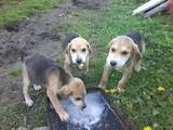 Собаки, щенята Російський хорт, Фото