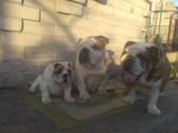 Собаки, щенки Английский бульдог, цена 31000 Грн., Фото