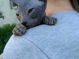 Кошки, котята Донской сфинкс, цена 1700 Грн., Фото