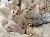 Кошки, котята Турецкий ван, цена 1500 Грн., Фото