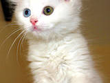 Кішки, кошенята Турецький ван, ціна 1500 Грн., Фото