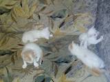 Кішки, кошенята Турецький ван, ціна 1500 Грн., Фото