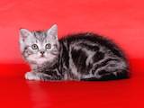 Кішки, кошенята Шотландська короткошерста, ціна 2000 Грн., Фото