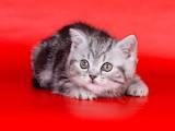 Кішки, кошенята Шотландська короткошерста, ціна 2000 Грн., Фото