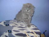 Кошки, котята Хайленд Фолд, цена 3500 Грн., Фото