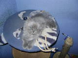 Кішки, кошенята Highland Fold, ціна 3500 Грн., Фото