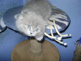Кішки, кошенята Highland Fold, ціна 3500 Грн., Фото