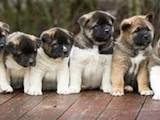 Собаки, щенки Акита-ину, цена 10 Грн., Фото