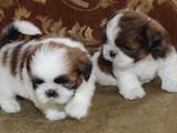 Собаки, щенки Ши-тцу, цена 3800 Грн., Фото