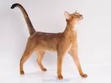 Кішки, кошенята Абіссінська, ціна 11000 Грн., Фото