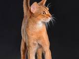 Кошки, котята Абиссинская, цена 11000 Грн., Фото