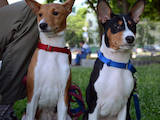Собаки, щенки Басенджи, цена 11000 Грн., Фото