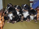 Собаки, щенки Бернская горная собака, цена 7000 Грн., Фото