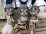 Собаки, щенки Русский гладкошерстный тойтерьер, цена 700 Грн., Фото