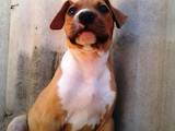 Собаки, щенки Американский стаффордширский терьер, цена 6300 Грн., Фото