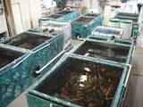 Рибки, акваріуми Рибки, ціна 100 Грн., Фото