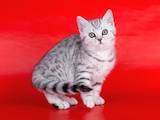 Кішки, кошенята Шотландська короткошерста, ціна 1800 Грн., Фото