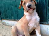 Собаки, щенята Американський стаффордширський тер'єр, ціна 6300 Грн., Фото