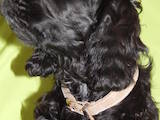 Собаки, щенята Англійський коккер, ціна 6500 Грн., Фото
