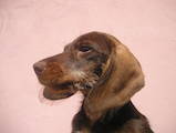 Собаки, щенята Жорсткошерста мініатюрна такса, ціна 18000 Грн., Фото