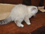Кішки, кошенята Екзотична короткошерста, ціна 6000 Грн., Фото