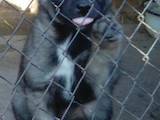 Собаки, щенки Восточно-Сибирская лайка, цена 4800 Грн., Фото