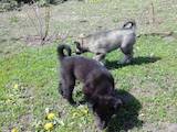 Собаки, щенки Восточно-Сибирская лайка, цена 4800 Грн., Фото