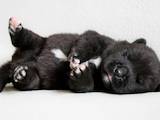 Собаки, щенята Американський акіта, ціна 45000 Грн., Фото