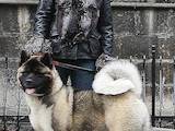 Собаки, щенята Американський акіта, ціна 45000 Грн., Фото