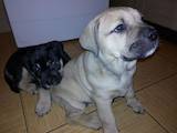 Собаки, щенки Испанский мастиф, цена 5500 Грн., Фото