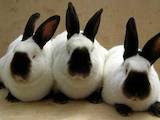 Тваринництво,  Сільгосп тварини Кролики, Нутрії, ціна 75 Грн., Фото