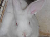 Тваринництво,  Сільгосп тварини Кролики, Нутрії, ціна 300 Грн., Фото