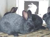 Тваринництво,  Сільгосп тварини Кролики, Нутрії, ціна 300 Грн., Фото