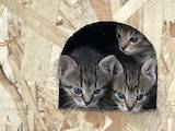 Кішки, кошенята Європейська короткошерста, ціна 1 Грн., Фото