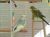 Папуги й птахи Папуги, ціна 250 Грн., Фото