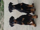 Собаки, щенята Доберман, ціна 2000 Грн., Фото