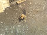 Собаки, щенята Російський хорт, ціна 400 Грн., Фото