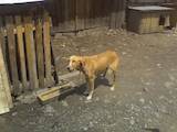 Собаки, щенята Російський хорт, ціна 400 Грн., Фото